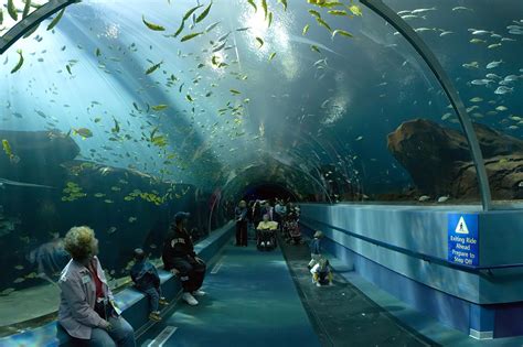 ジョージア水族館、壮大な海洋世界と出会う冒険！