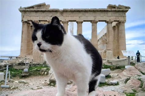 ギリシャ ホテル: なぜ猫はチェックイン時に特別な待遇を受けるのか？