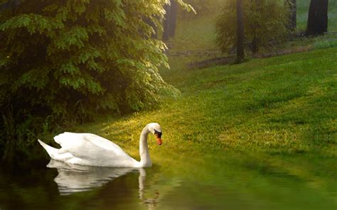 天鹅湖！幻想的な自然と鳥たちの楽園！