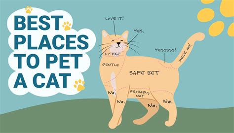 冷凍刺身 解凍方法: なぜ猫は刺身を好むのか？